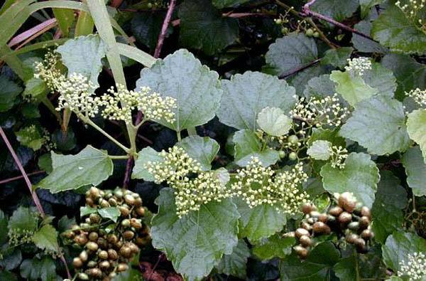 农村的野果子有哪些,农村的野果子真好吃