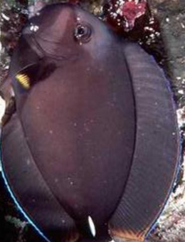 十大最好看的观赏鱼图片大全,十种最漂亮的观赏鱼图片