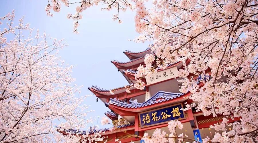 三大赏樱胜地哪个地方樱花最多,国内赏樱花的最佳地点