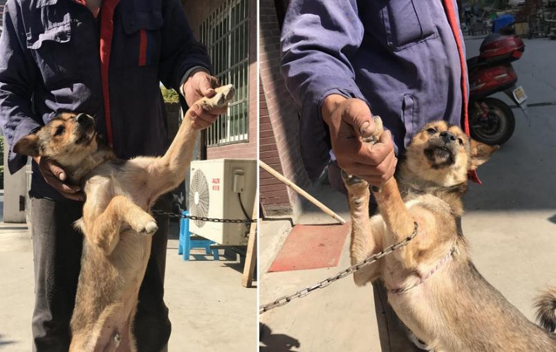 打狗狗的鼻子会造成什么后果,经常打狗狗有没有后遗症