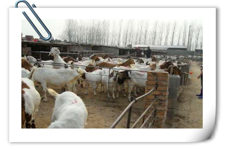 一个人今年想回到农村搞养殖，却不知道养什么好？推荐几个供参考