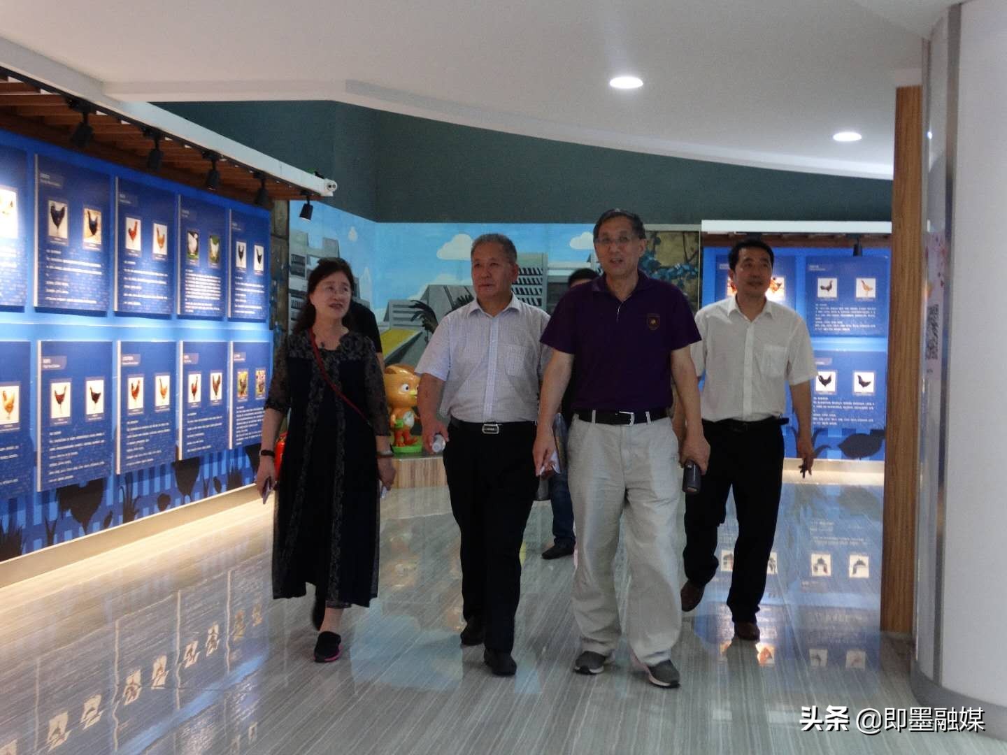 一栋5万只蛋鸡舍建设,一栋鸡舍养多少蛋鸡