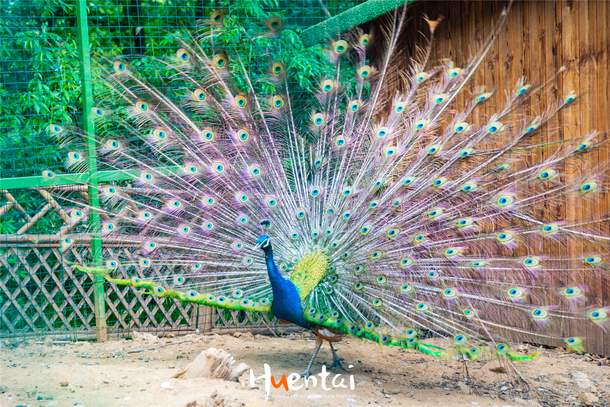 住星空帐篷吃土灶饭，看孔雀开屏，这个520就要来点不一样