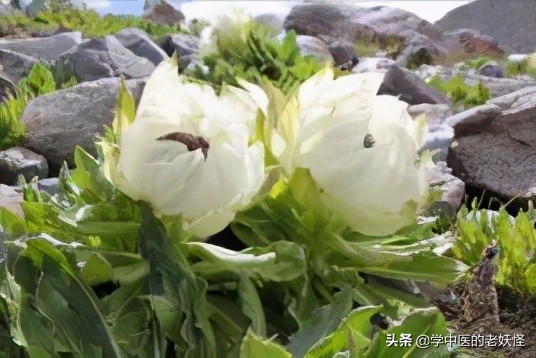 每日一中药茯苓,每日一药腊梅花