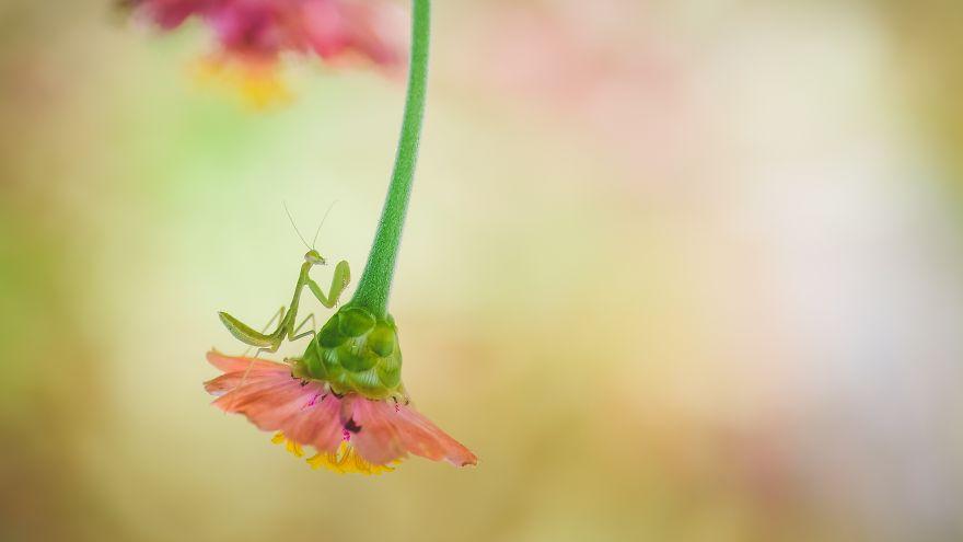 生物世界真的很奇妙,大自然中奇妙的生物