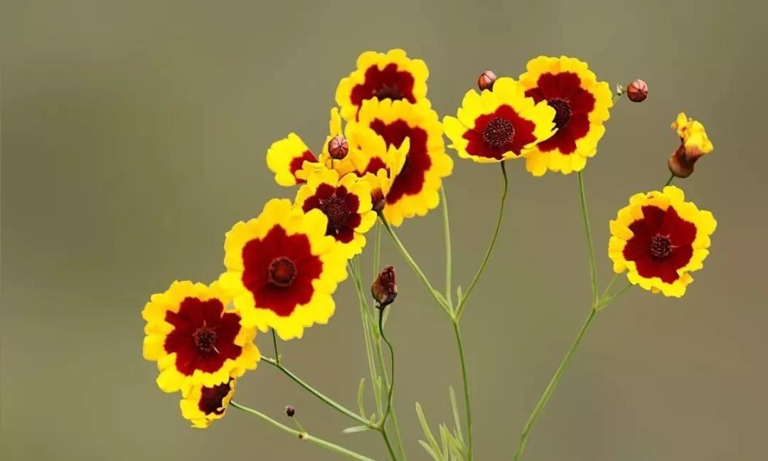 20种常见的菊科植物有哪些,哪些菊科植物好养