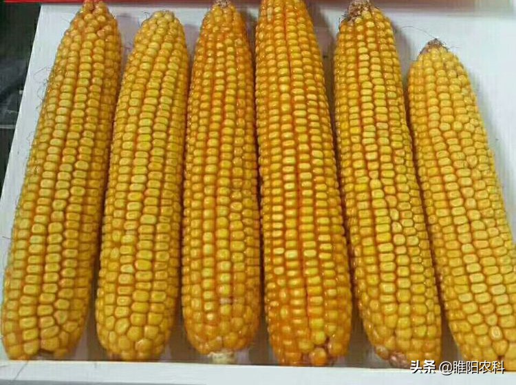 高抗病耐高温容重高的玉米品种,前十名高抗倒伏玉米新品种
