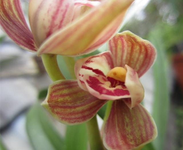 状元红怎么养才能多开花,建兰状元红荷