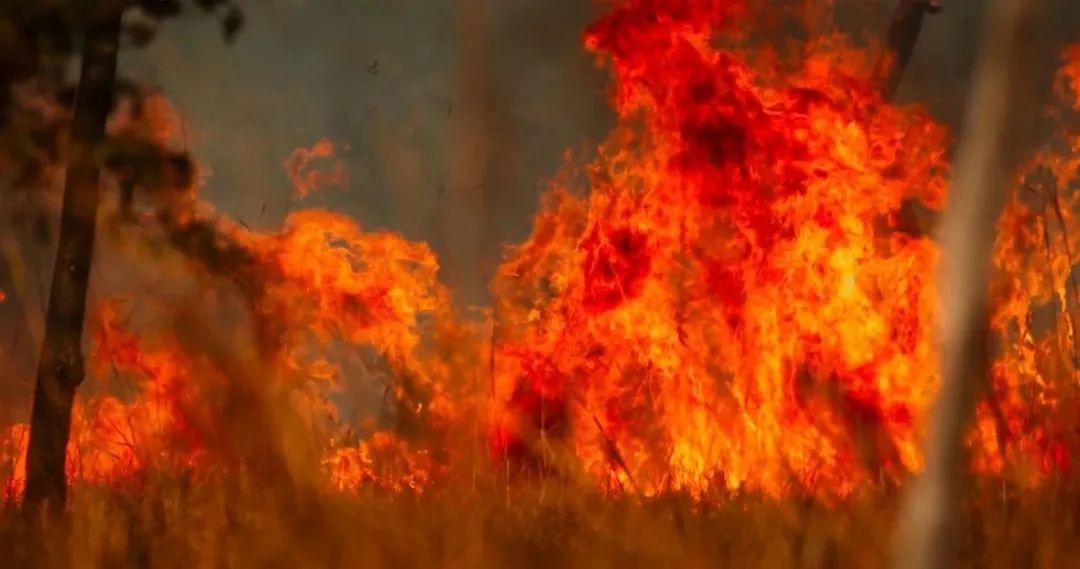 豆瓣9.6！娃刷到停不下来，还能看出人生大道理