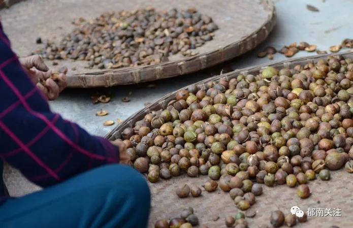 茶油粘锅,茶油炸锅巴