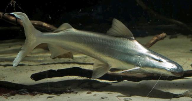 极具攻击性的观赏鱼有哪些,常见的攻击性强的观赏鱼