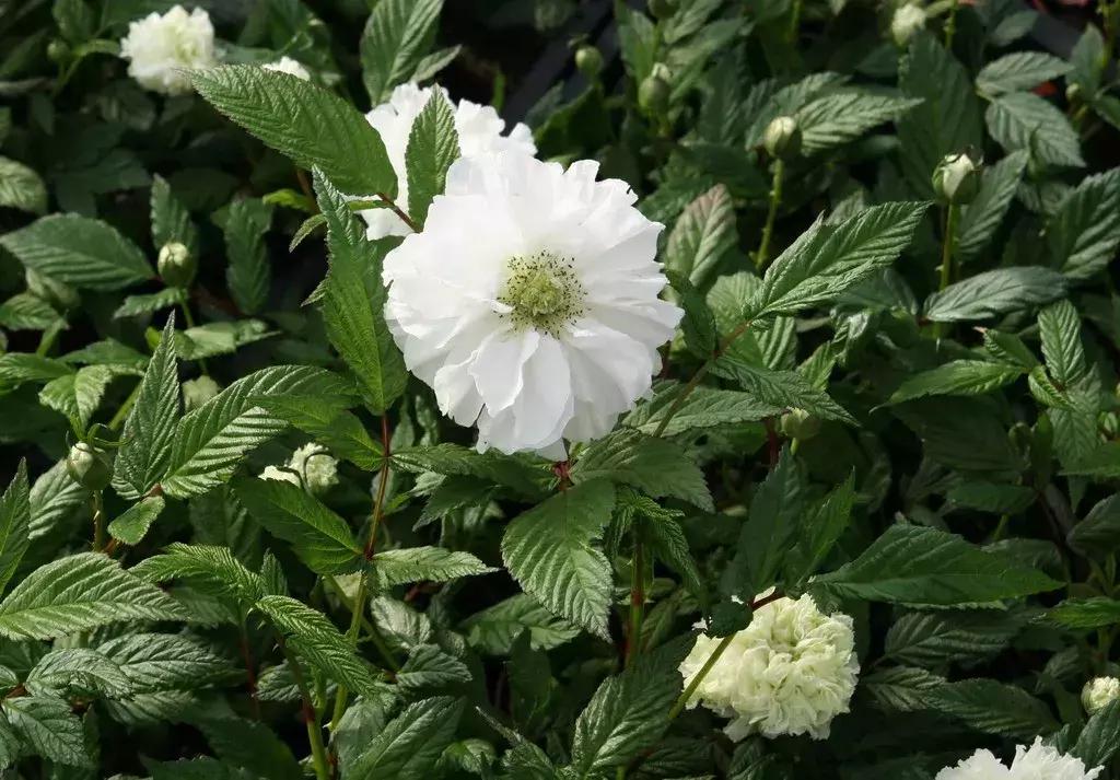 玫瑰和月季和蔷薇的区别图解,月季玫瑰蔷薇芍药牡丹的区别