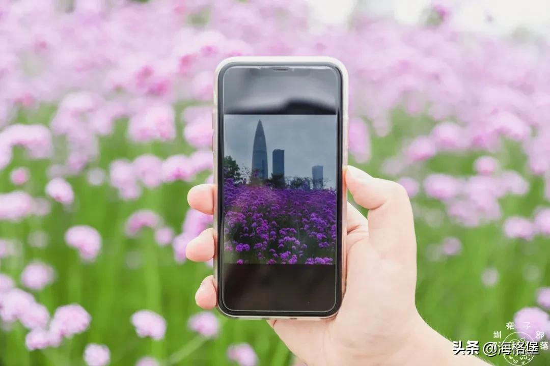 绱壊姊﹀够鑺辨捣鍏洯,娣卞湷鏅綏鏃烘柉2024绱壊鑺辨捣