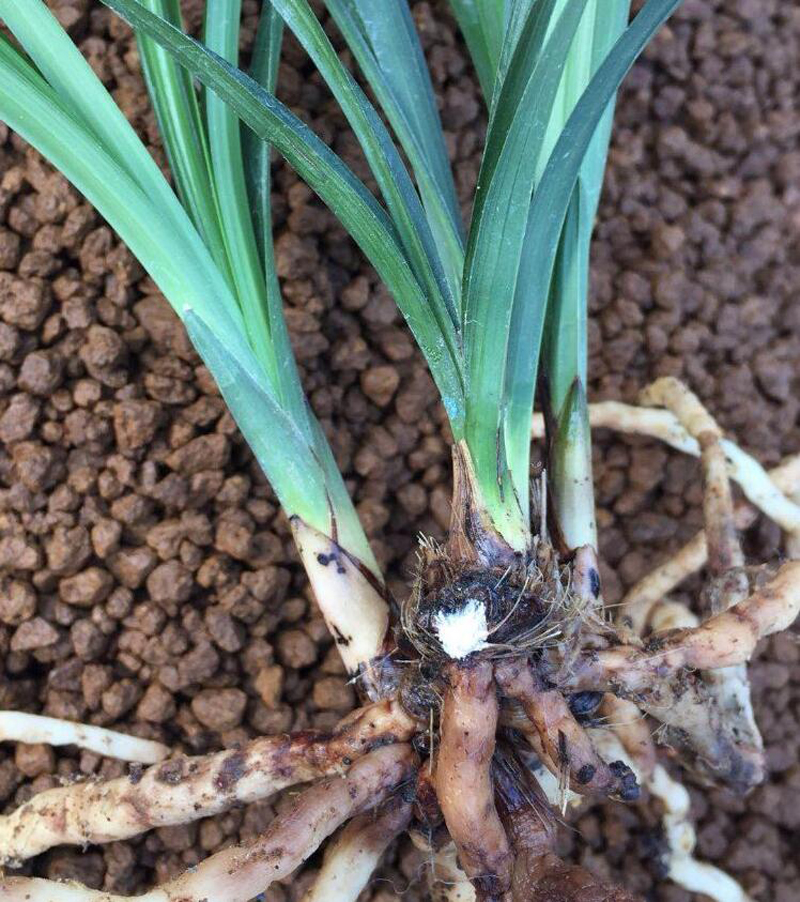 兰花上盆步骤详细演示讲解,兰花刚上盆几天可以浇水