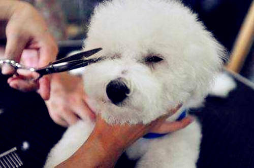 狗狗流褐色粘稠液体,狗狗流褐色眼泪如何治