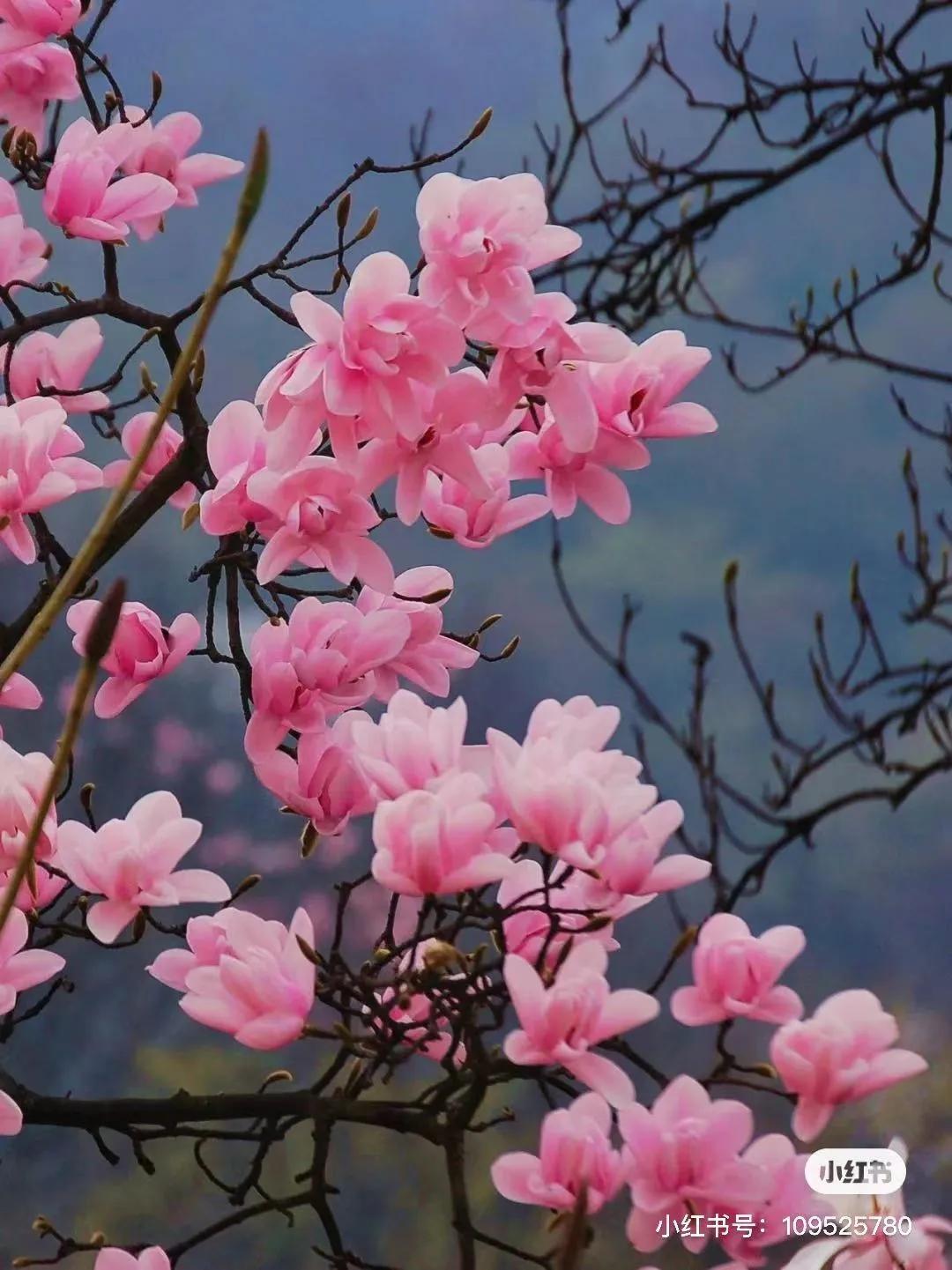 李子柒家乡成旅游景点,李子柒乡愁