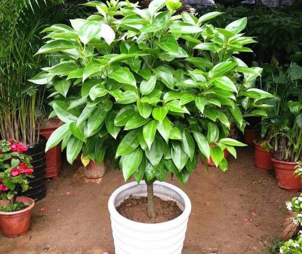 客厅养花不能放什么植物,客厅养什么植物不照阳光的