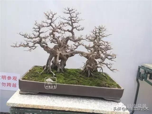 最美的100盆雀梅盆景,雀梅盆景第一年修剪视频