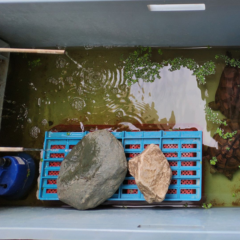 新手养龟买多大龟比较好养,新手养龟哪种龟最好养