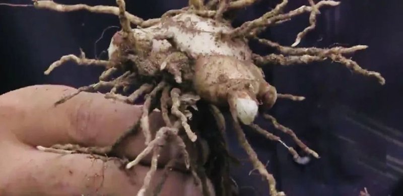 农村小伙白手起家挣千万,返乡种药材致富故事