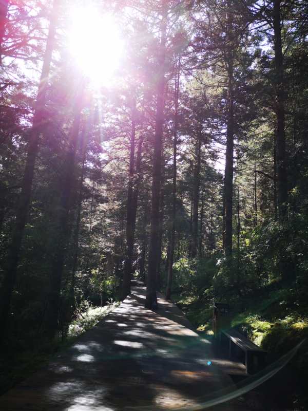 游览被誉为人间瑶池的四川黄龙,黄河之水天上来景区视频