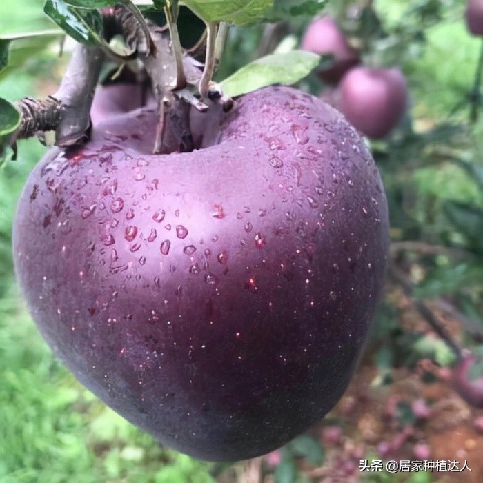 湖北适合种植的耐旱耐寒的坚果树,当今既抗寒又耐高温四季常绿树