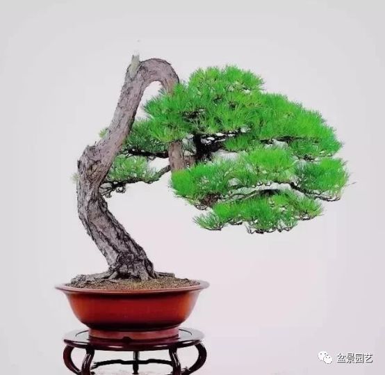 48种绝世盆景,绝世惊艳之作