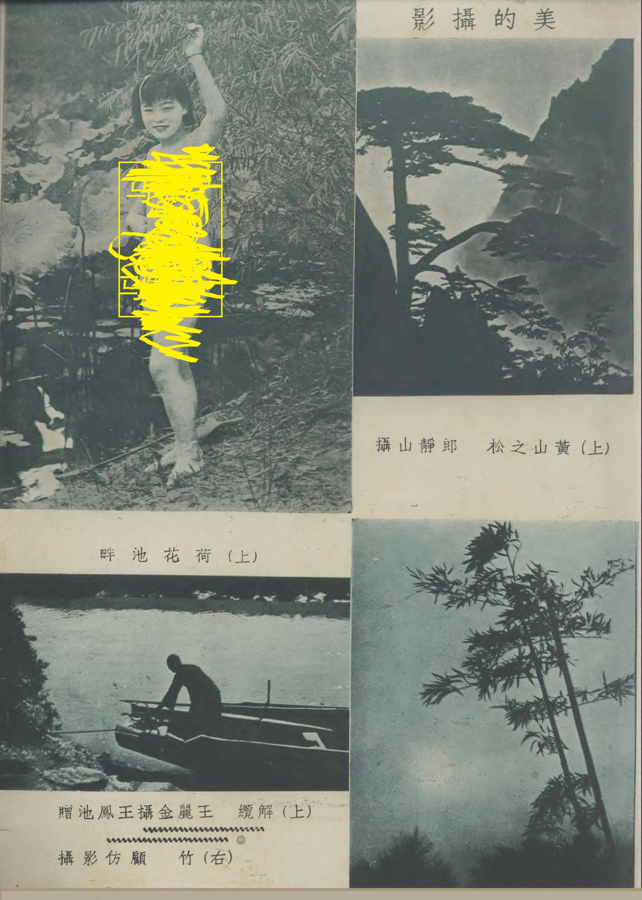 贵宾迎客松的真假辨别方法,黄山迎客松真假