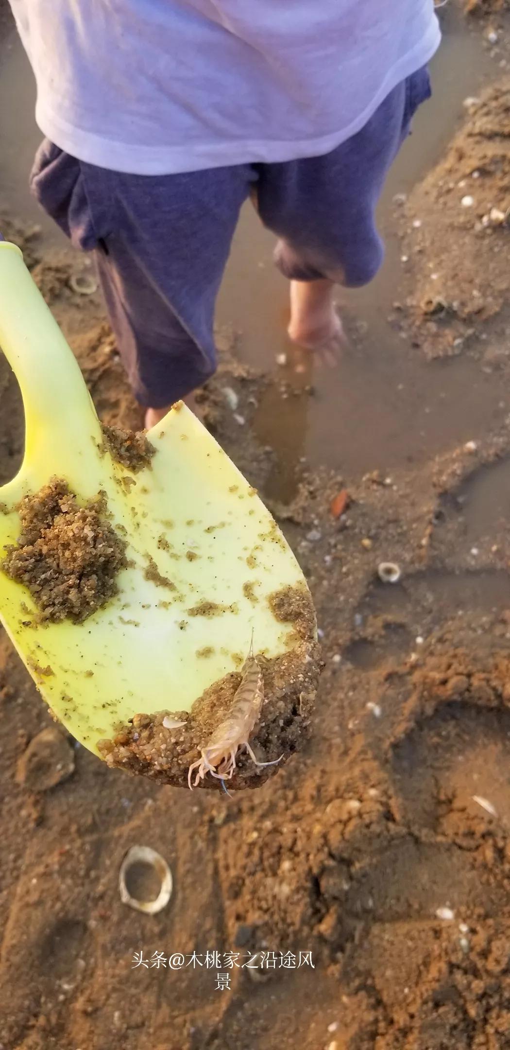 广东沙滩赶海去哪里,阳江东平镇沙滩赶海攻略