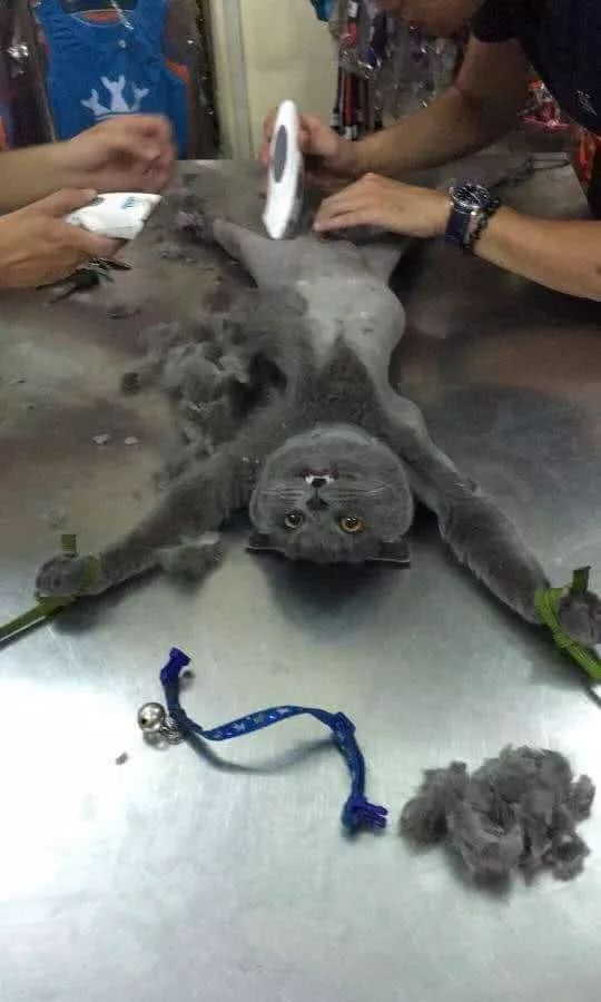 当猫咪剃了毛之后,春天猫咪剃了毛一直发抖