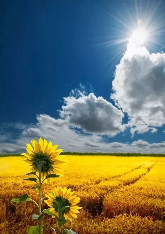 踏莎行诗歌朗诵,踏莎行望夏全文