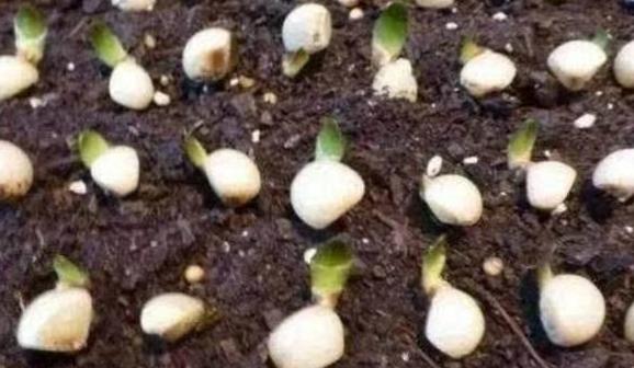 君子兰高端大气观叶观花盆栽,精品君子兰室内桌面观花小盆景