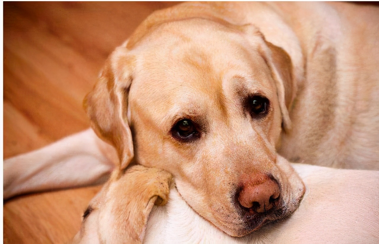 长期不遛狗的人,长期不遛狗有什么后果