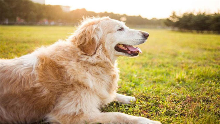 狗狗坐车兜风,狗狗坐车