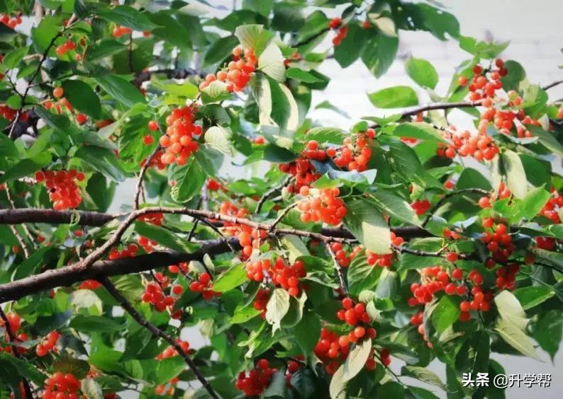 恩桃儿的视频,恩桃儿红了