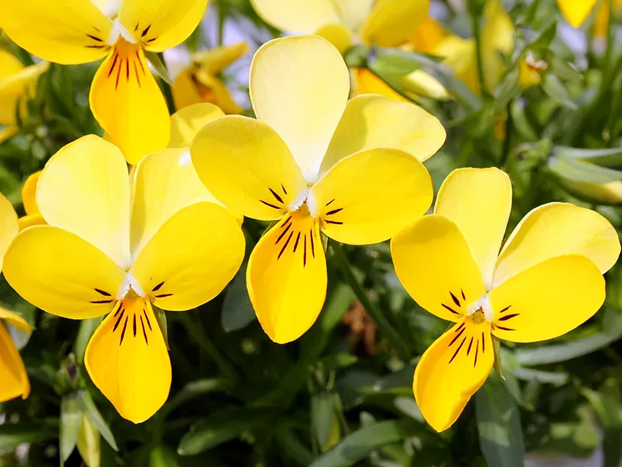 角堇和皱边角堇哪个花大,皱边角堇和穗边角堇的区别