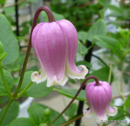 閾佺嚎鑾茬传鑹插皬閾冮摏,灏忛搩閾涢搧绾胯幉鍝佺