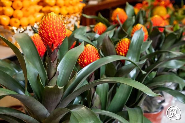 深圳花店有什么花,深圳龙华花店订花送花