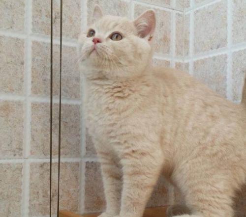 喵喵喵英语版,蓝白猫英短叫什么名字