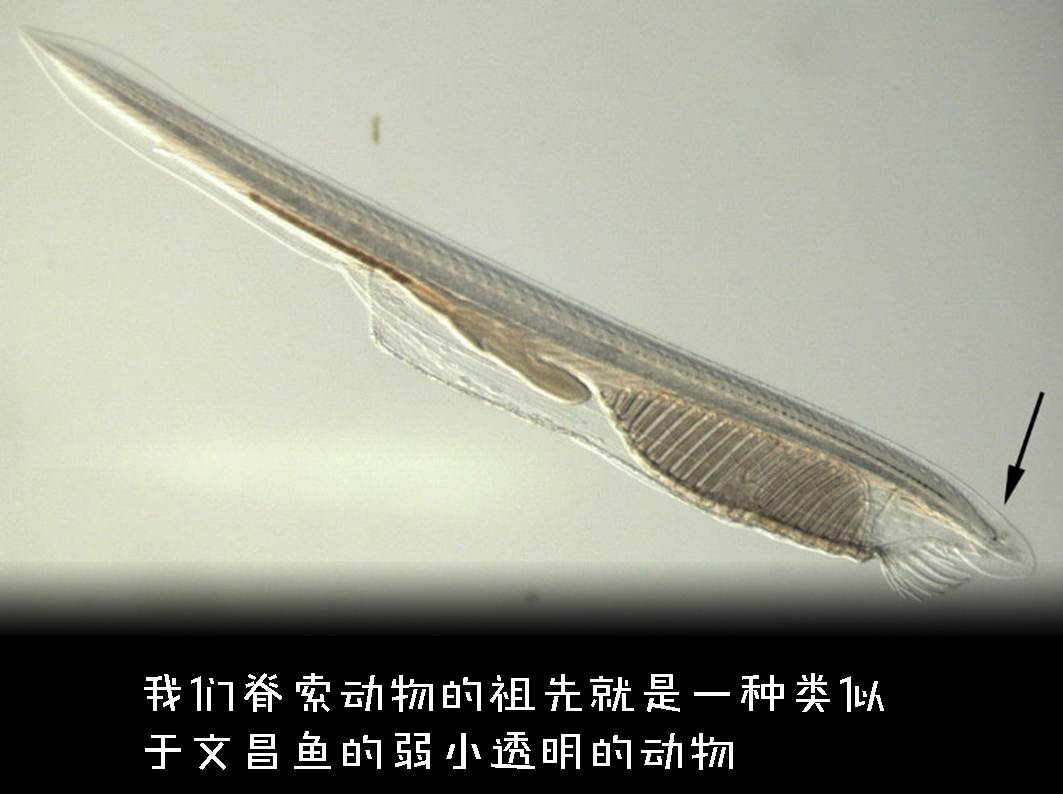 人的眼睛在动物界的水平,人的视力在动物界排名