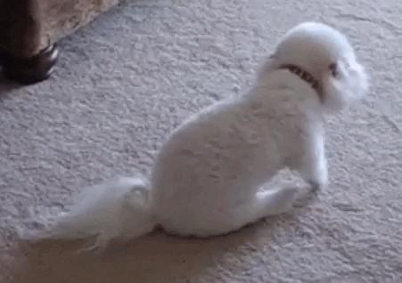 狗狗肛门腺发炎怎么治疗,狗狗肛门腺发炎的症状