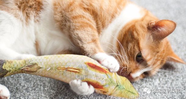 猫异食癖啃纸箱,猫咪喜欢吃塑料袋是缺啥
