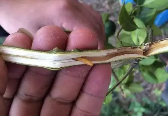 果树保花保果及病虫害防治用药,防治果树病虫害什么时候打药最好