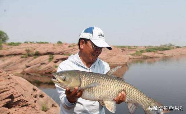 钓草鱼最简单好用的饵料,钓草鱼最好的饵料推荐