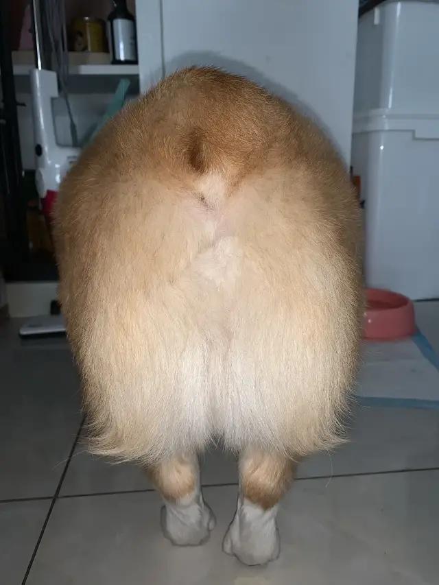 哈哈哈哈哈我笑到我家的狗偷开邻居家的车送我去精神病院