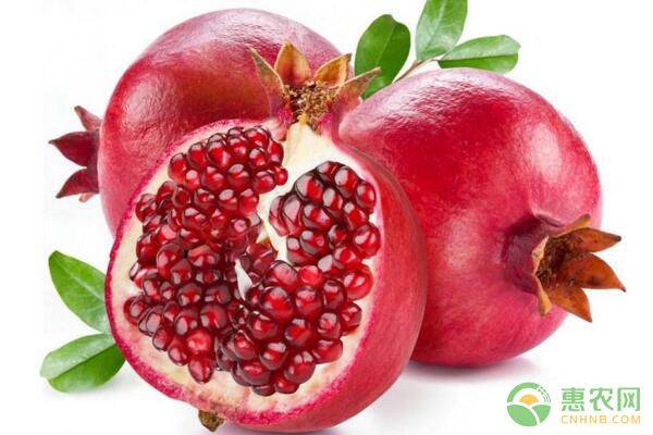 石榴的种植方法和管理技术,幼苗石榴种植剪枝留果控制技巧