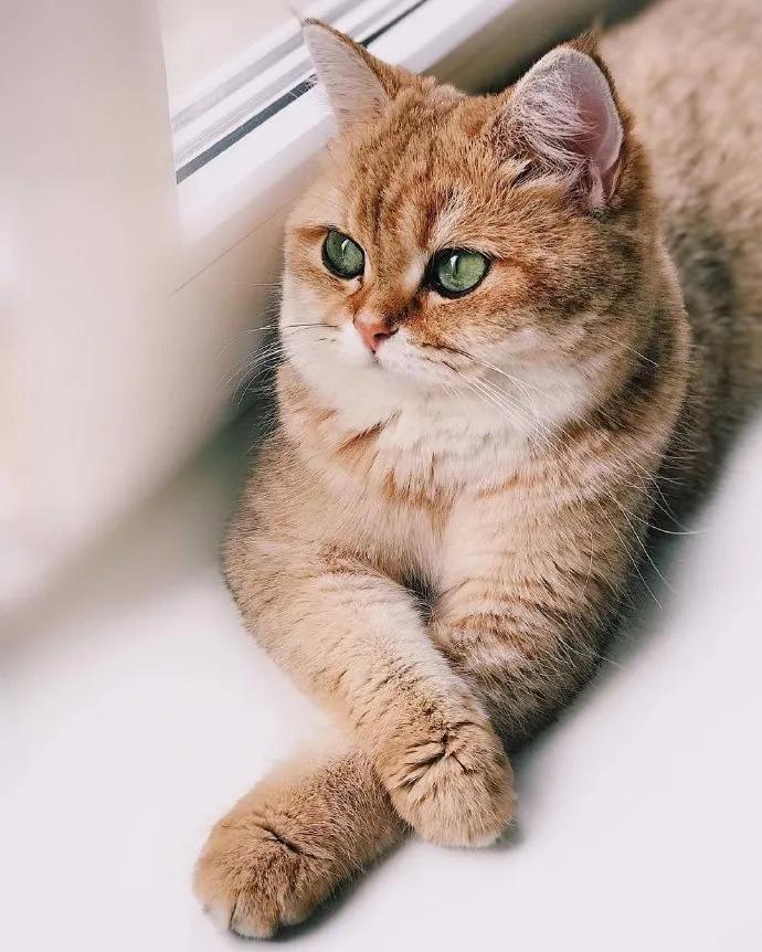 猫咪的眼睛好漂亮,猫咪的眼睛为什么又大又好看