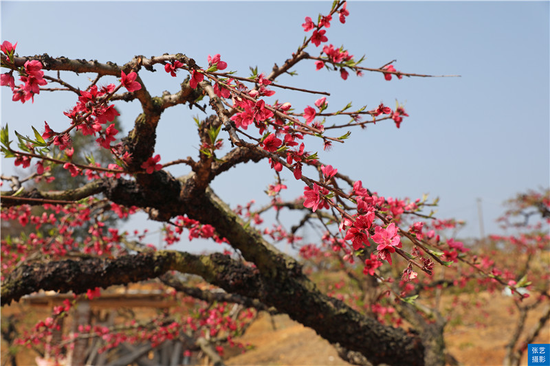 80后放弃广州高薪回家创业,放弃深圳高薪回家农村创业