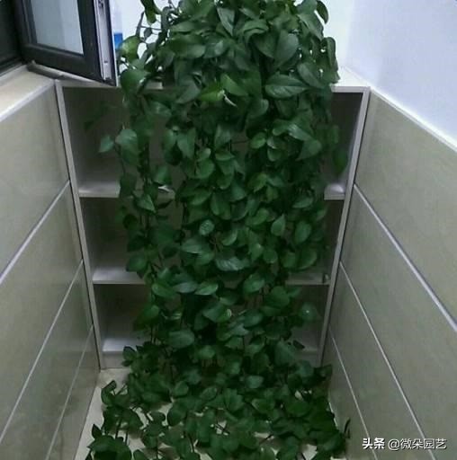 绿萝吊兰怎么养成瀑布,绿萝吊兰养成了瀑布