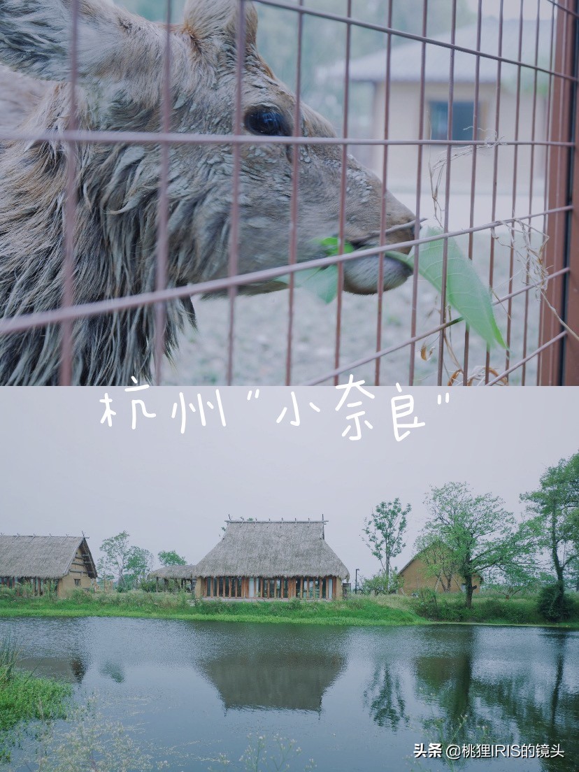 杭州小济州岛春游野营度假,良渚小奈良一日游